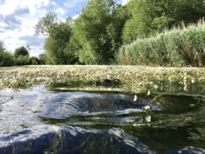 Photo shows the River Ebble