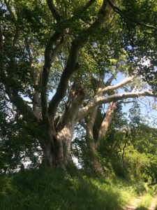 Trees next to a path