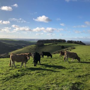 Cows at Fontmell Down