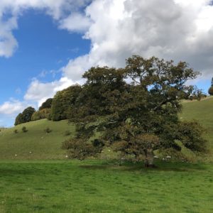 Tree in field