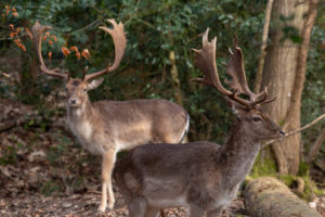 Photograph of Deer