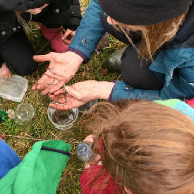 Children bug hunting