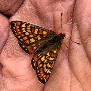 Butterfly sitting on someone's hand