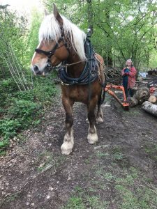 Horse drawn timber