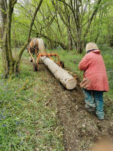 horse drawn timber 2