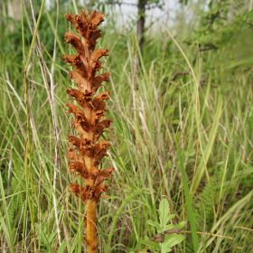 Image of Broomrape