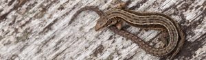 Image of Common Lizard