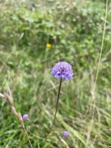 image of devils bit scabious