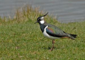 Lapwing