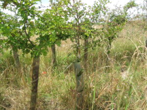 planted hedge