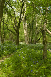 Ancient Woodland