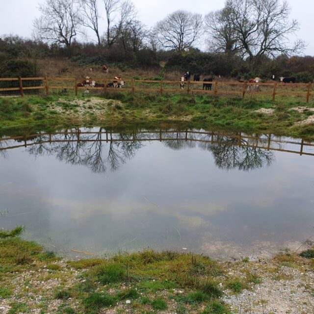 Dew pond at Martin Down with cattle, as part of the Chase & Chalke Greater Grazing project.