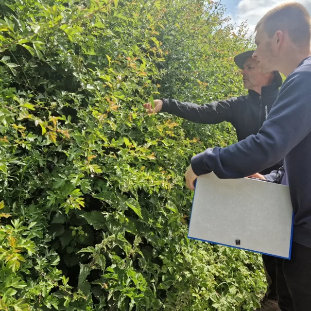 Volunteer hedgerow survey, as part of the Chase & Chalke Nurturing Nature project.