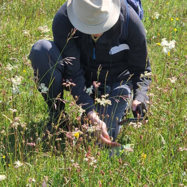 Volunteer orchid survey, as part of the Chase & Chalke Nurturing Nature project.