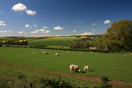 View of landscape with sheep