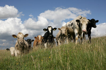 Cows in a field