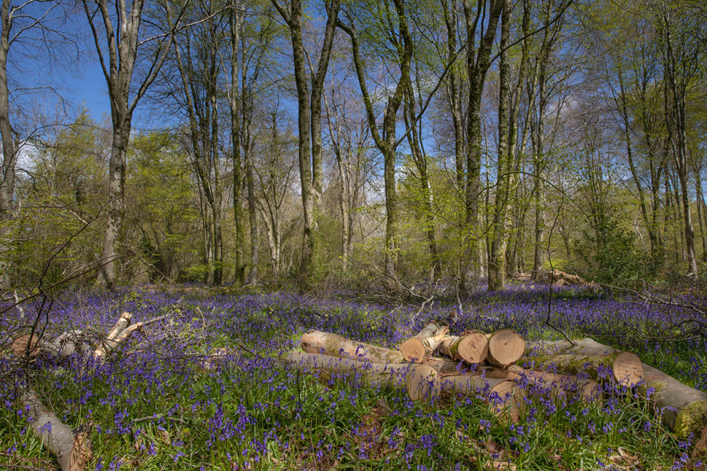 Bluebells in a wood